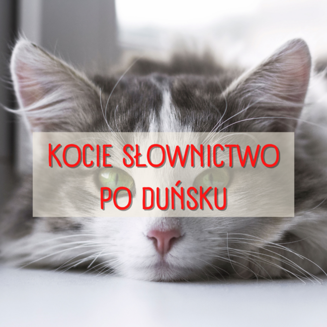 Kocie słownictwo