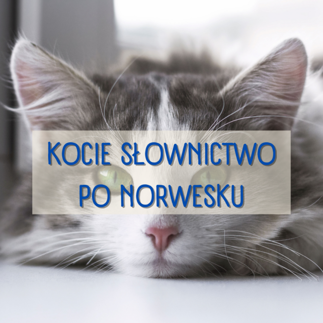 kocie słownictwo norweski
