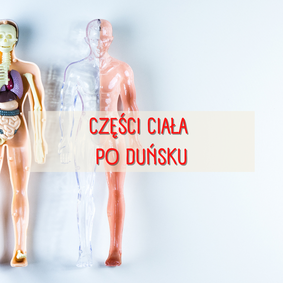 Części ciała po duńsku