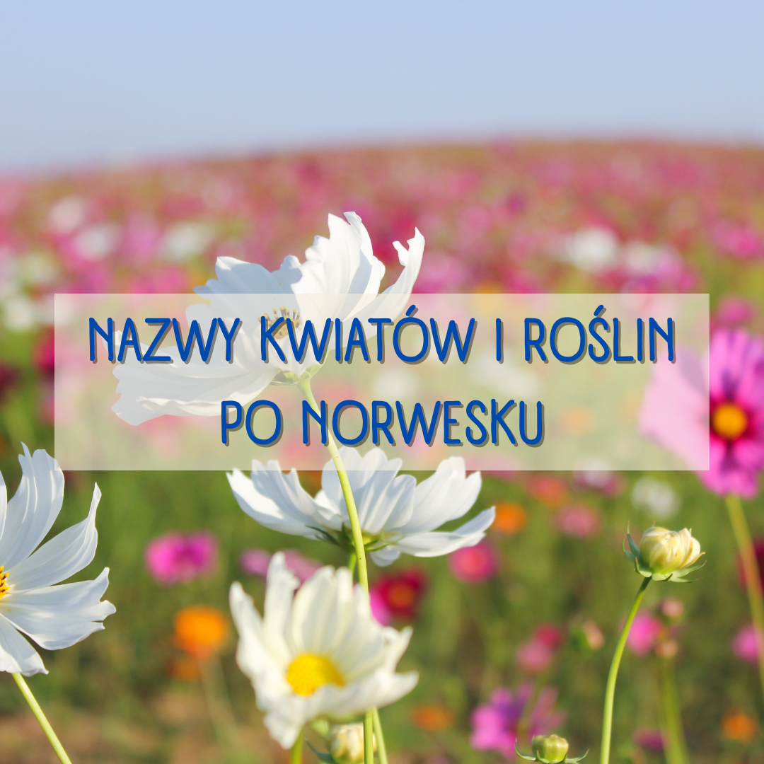 Nazwy kwiatów i roślin po norwesku