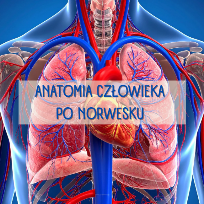 anatomia człowieka po norwesku