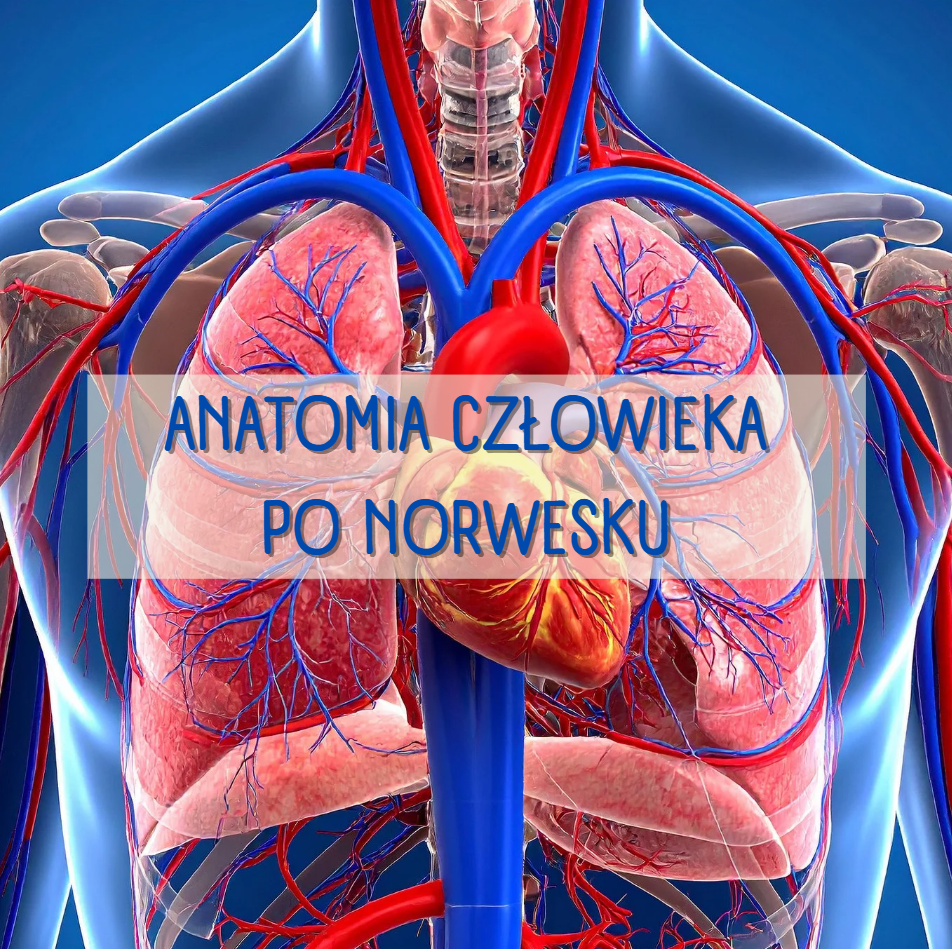 anatomia człowieka po norwesku